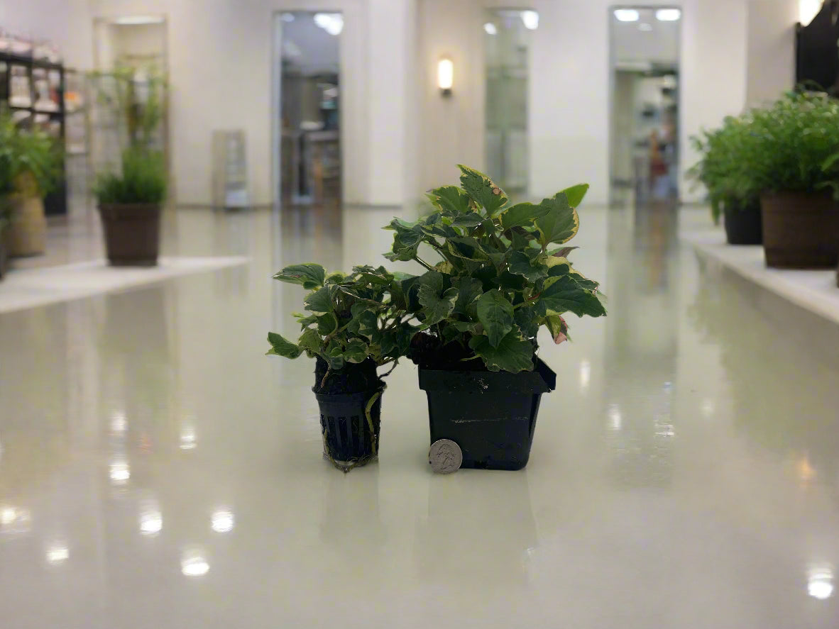 Houttuynia Chameleon Hardy Marginal Plant Potted