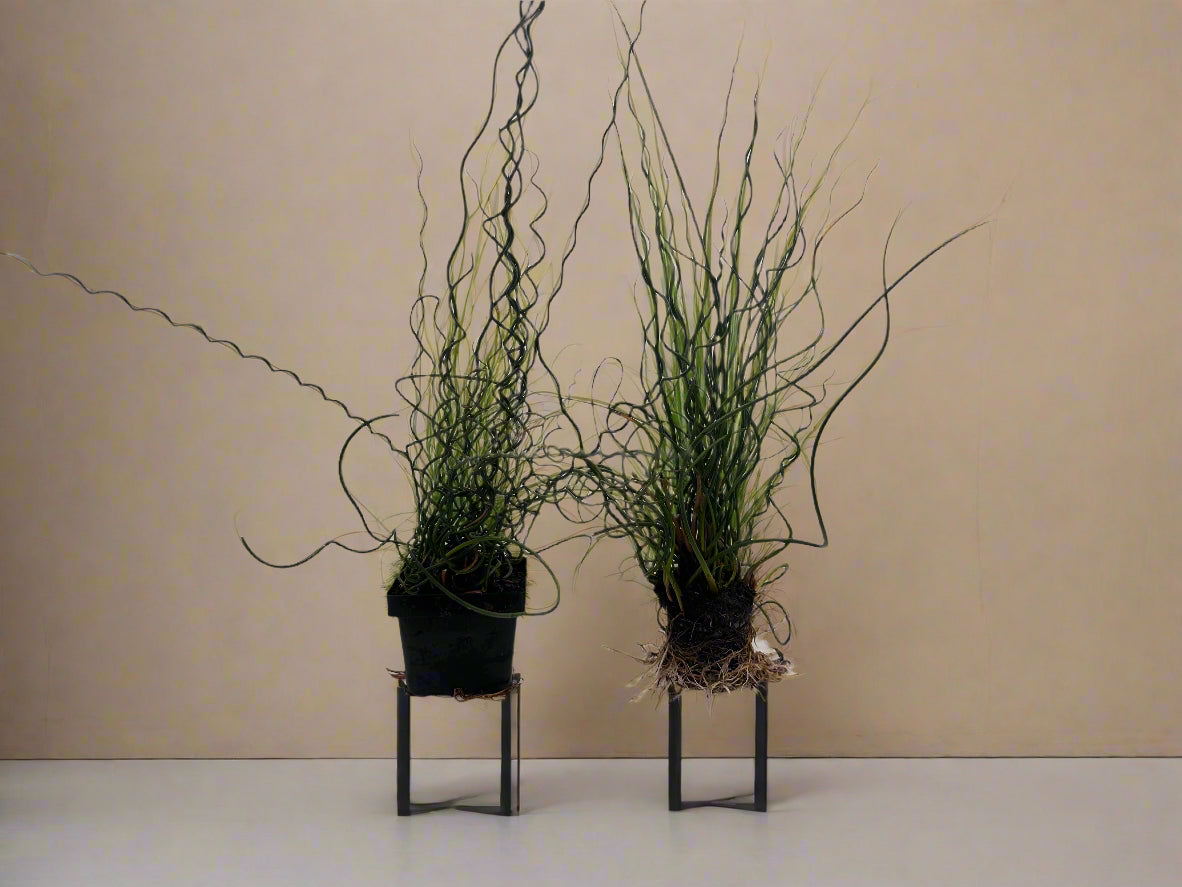 Corkscrew Rush Hardy Marginal Plant Potted