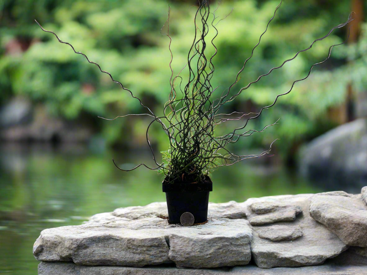 Corkscrew Rush Hardy Marginal Plant Potted