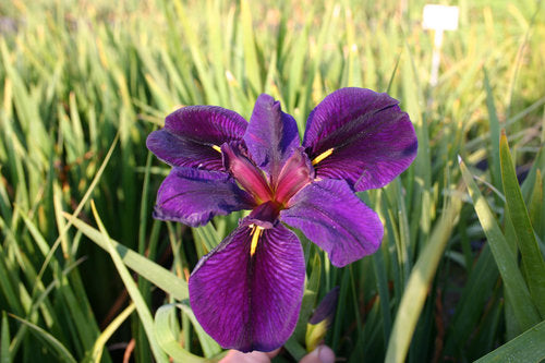 Black Gamecock Iris Hardy Marginal Plant Potted