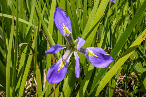 Blue Iris Hardy Marginal Plant Potted