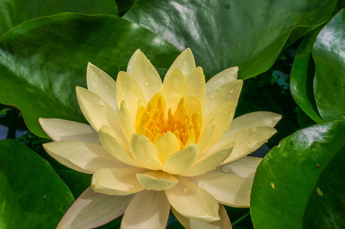 Hardy Pond Lily Peach/Orange Potted