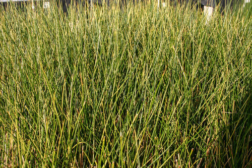 Common Rush Hardy Marginal Plant Potted