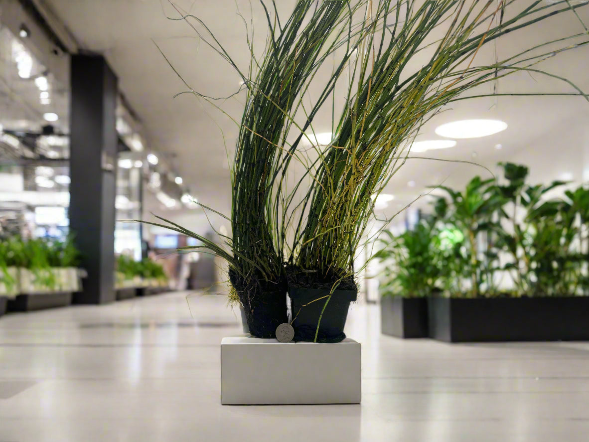 Horsetail Rush Hardy Marginal Plant Potted