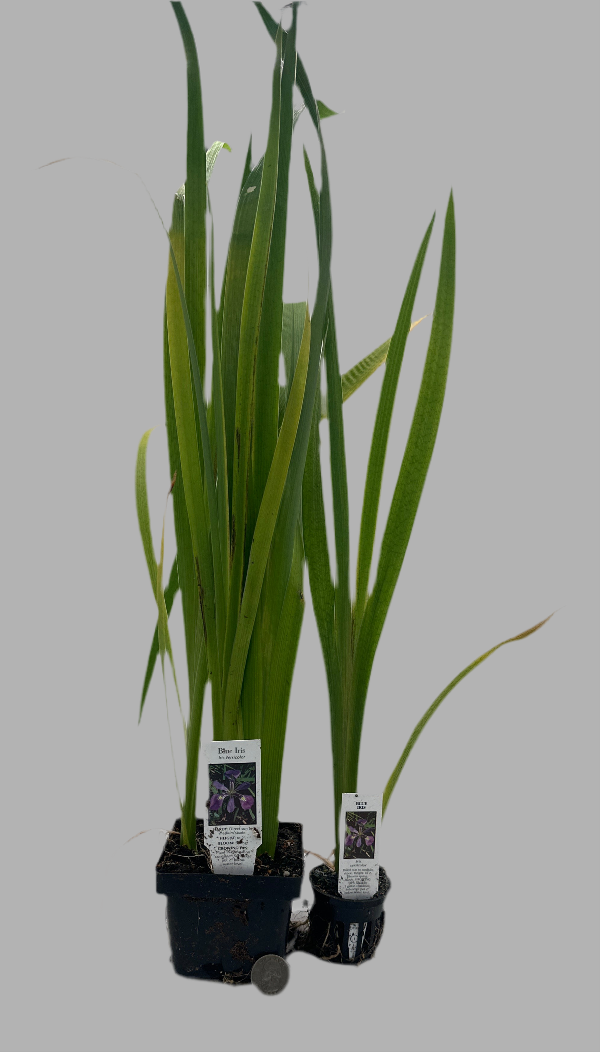 Blue Iris Hardy Marginal Plant Potted