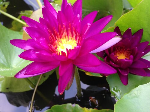 Hardy Pond Lily Purple Potted