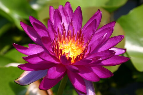 Hardy Pond Lily Purple Potted