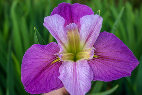Colorific Iris Hardy Marginal Plant Potted
