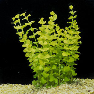Golden Creeping Jenny Marginal Plant Potted 4"