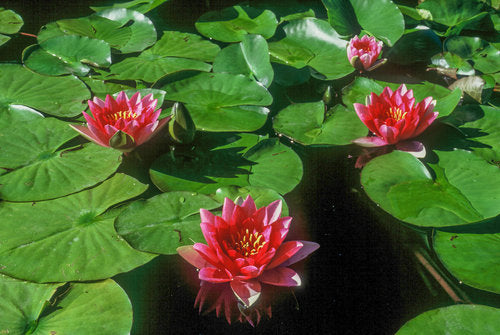 Hardy Pond Lily Red Potted