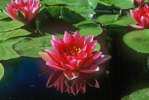 Hardy Pond Lily Red Potted