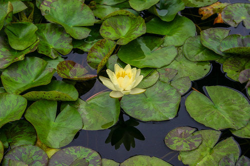 Hardy Pond Lily Yellow Potted