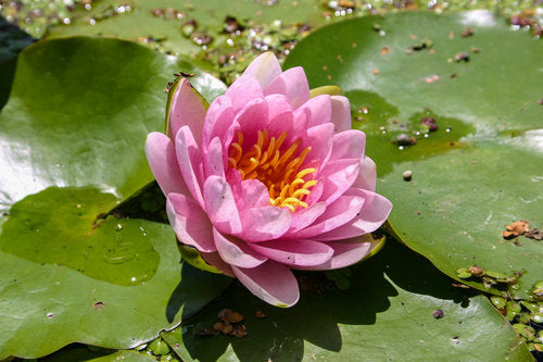 Hardy Pond Lily Pink Potted