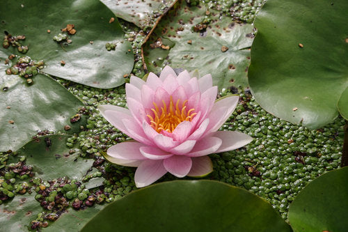 Hardy Pond Lily Pink Potted