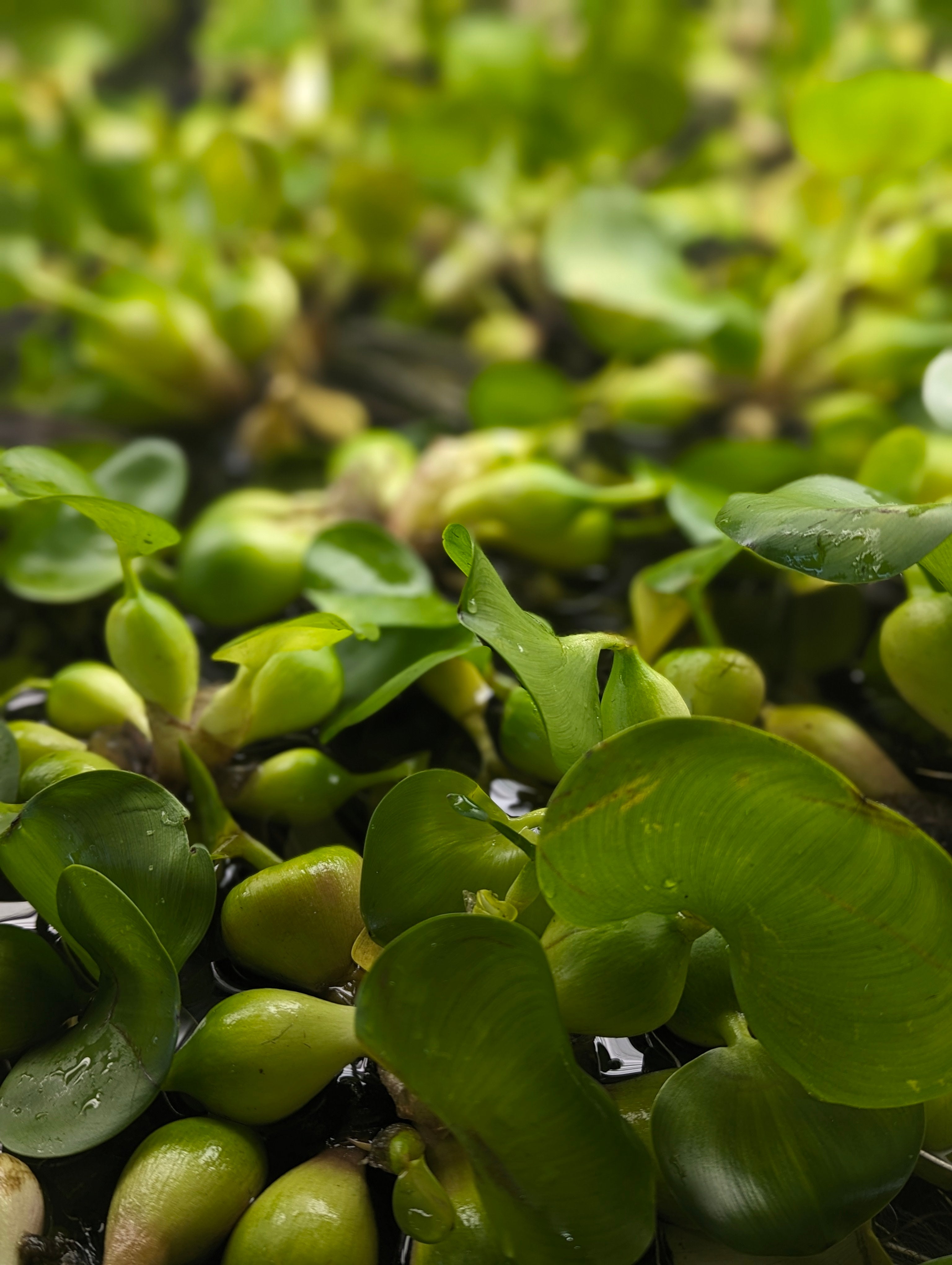 Water Hyacinth