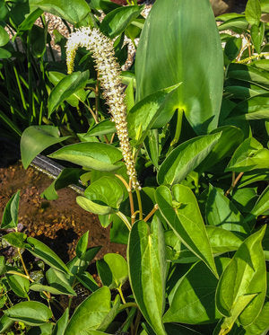 Lizard's Tail Hardy Marginal Plant Potted
