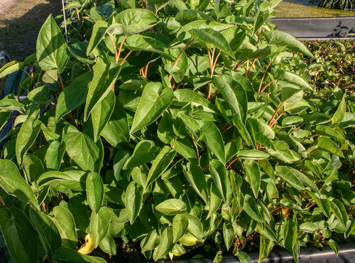 Lizard's Tail Hardy Marginal Plant Potted
